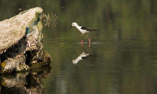 Surajpur Bird Sanctuary